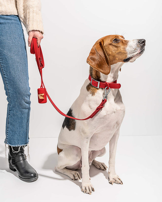 Wild One Dog Collar - Strawberry