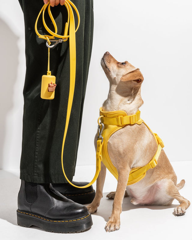 Wild One Dog Harness - Butter