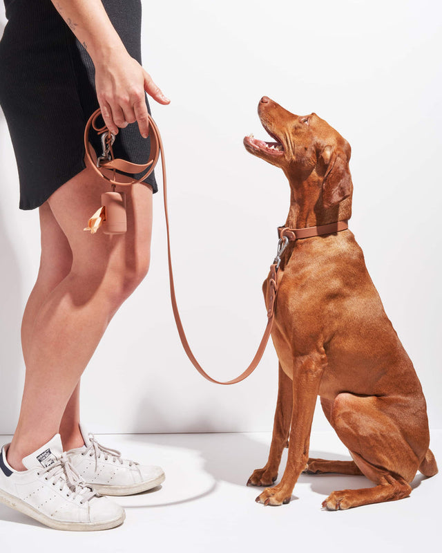 Wild One Dog Collar - Cocoa