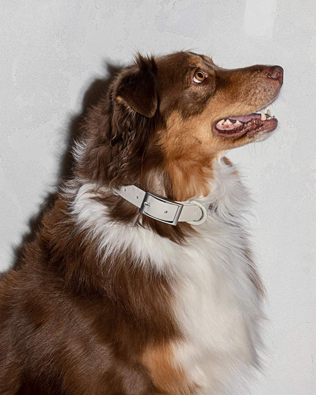Wild One Dog Collar - Grey