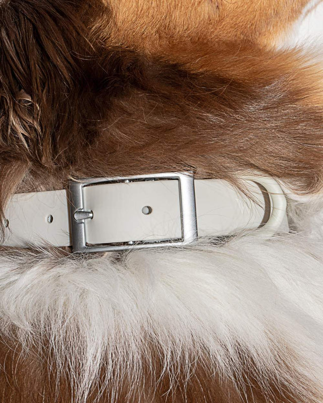 Wild One Dog Collar - Grey