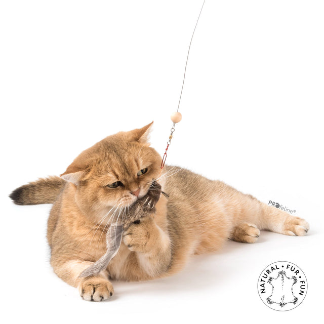 Profeline - Cat Toy Squirrely