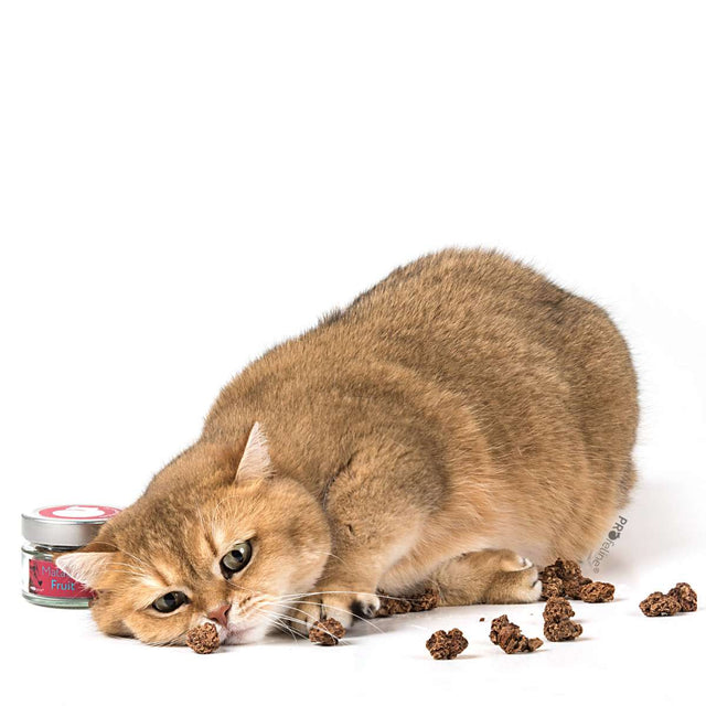 Profeline - Cat Matatabi Fruit