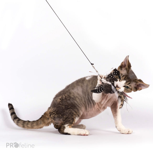 Profeline - Cat Toy Exotic Butterfly Refill