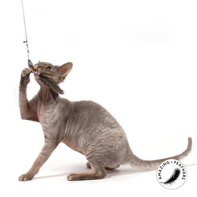 Profeline - Cat Toy Pepita Refill
