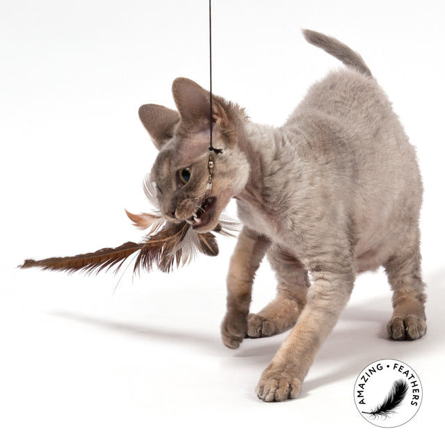 Profeline - Cat Toy Pheasant Longtail Refill