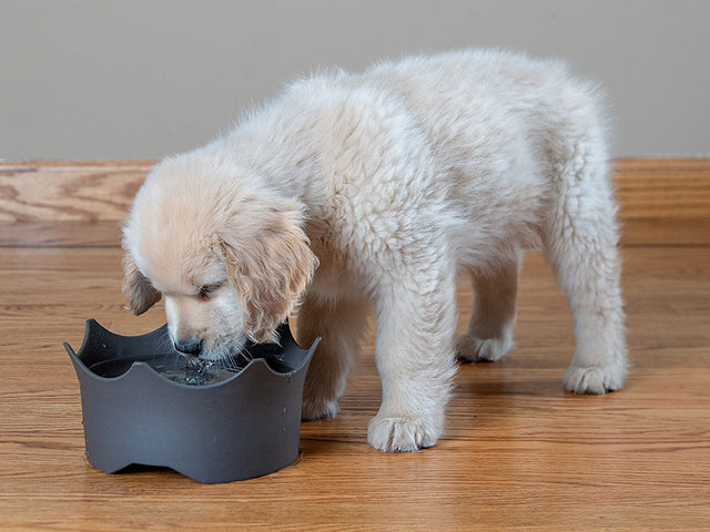 VitaJuwel CrownJuwel Pet Water Bowl - Slate Grey