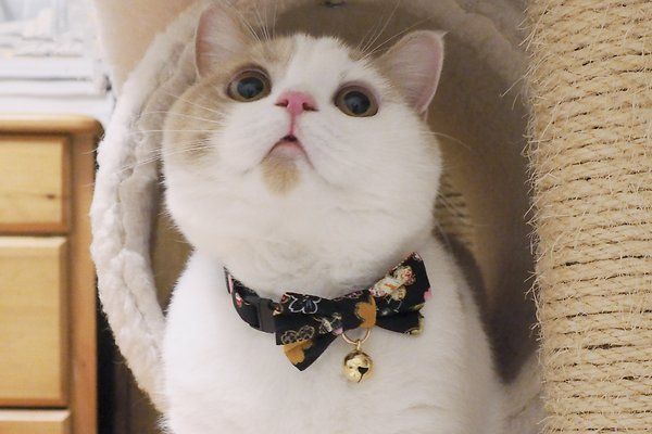 Necoichi Kimono Bow Tie Cat Collar Black