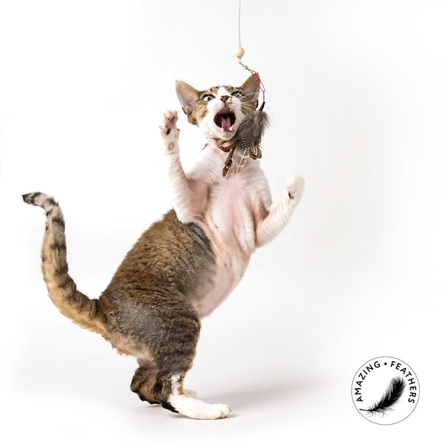 Profeline - Cat Toy Special Edition in BROWN - Attachements