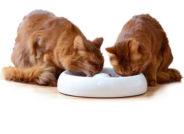 Lucky-Kitty Cat and Dog Food Bowl Size XL (Ø 27CM)