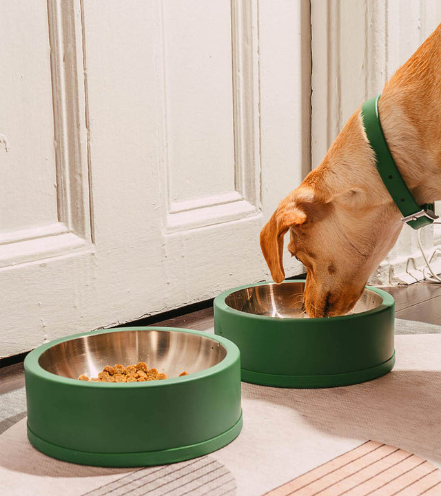 Wild One Dog Bowl- Spruce