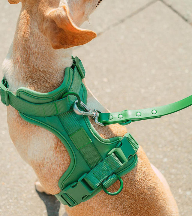 Wild One Dog Harness - Spruce