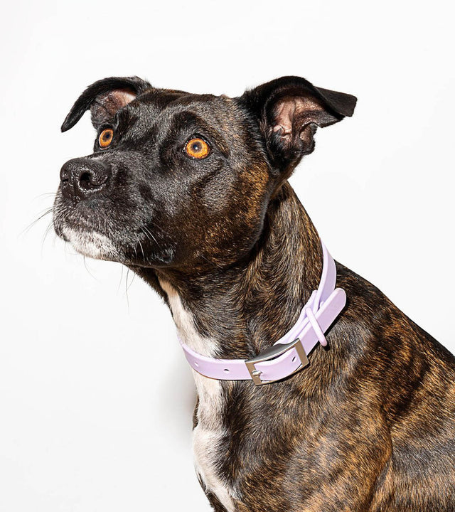 Wild One Dog Collar - Lilac