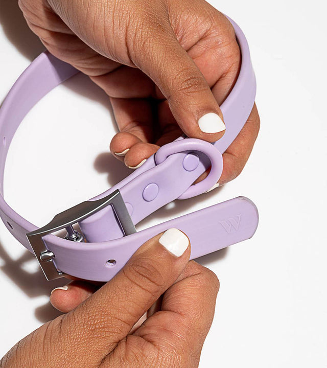 Wild One Dog Collar - Lilac