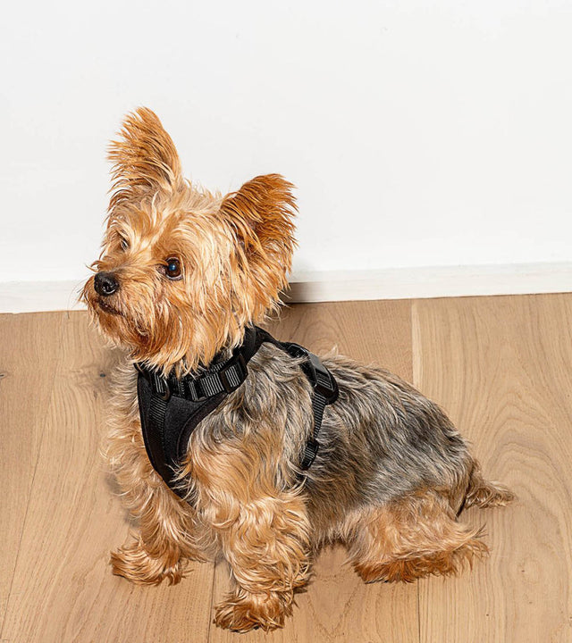 Wild One Dog Harness - Black