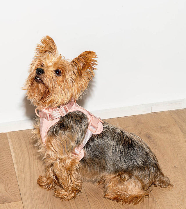 Wild One Dog Harness - Pink