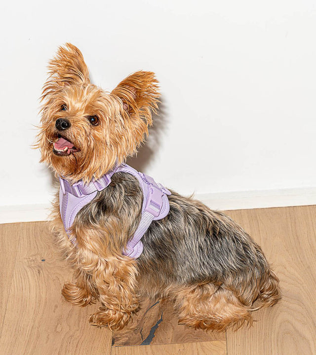 Wild One Dog Harness - Lilac