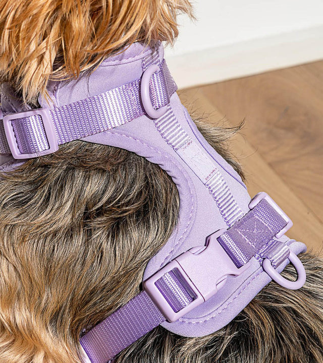 Wild One Dog Harness - Lilac