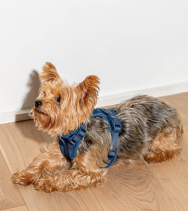 Wild One Dog Harness - Navy