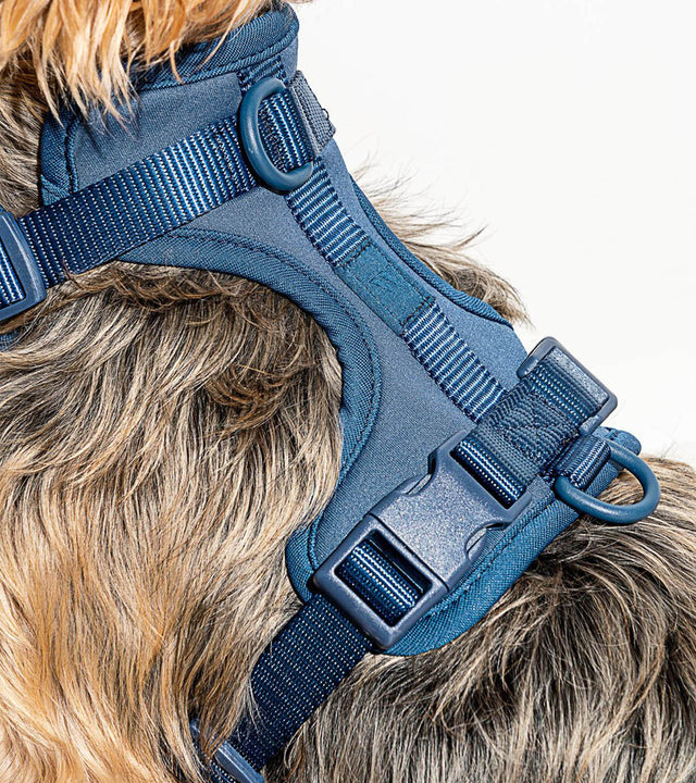Wild One Dog Harness - Navy