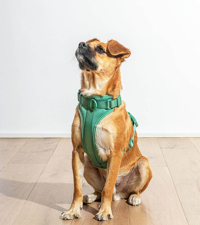 Wild One Dog Harness - Spruce