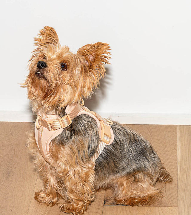 Wild One Dog Harness - Tan