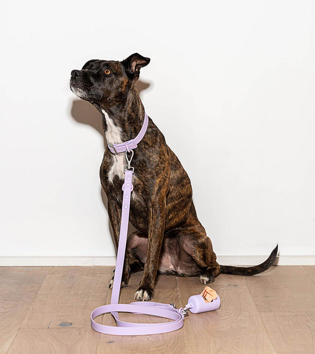 Wild One Dog Leash -Lilac