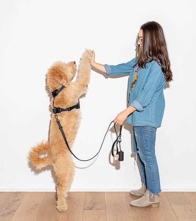 Wild One Dog Leash - Black