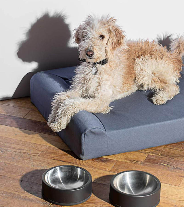 Wild One Dog Bowl- Black