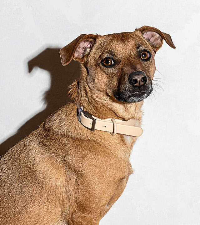 Wild One Dog Collar - Tan