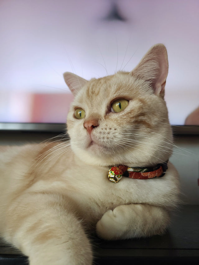 Necoichi Chirimen Plum Blossom Cat Collar Green