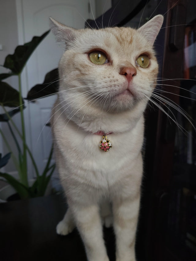 Necoichi Chirimen Sakura Cat Collar Pink