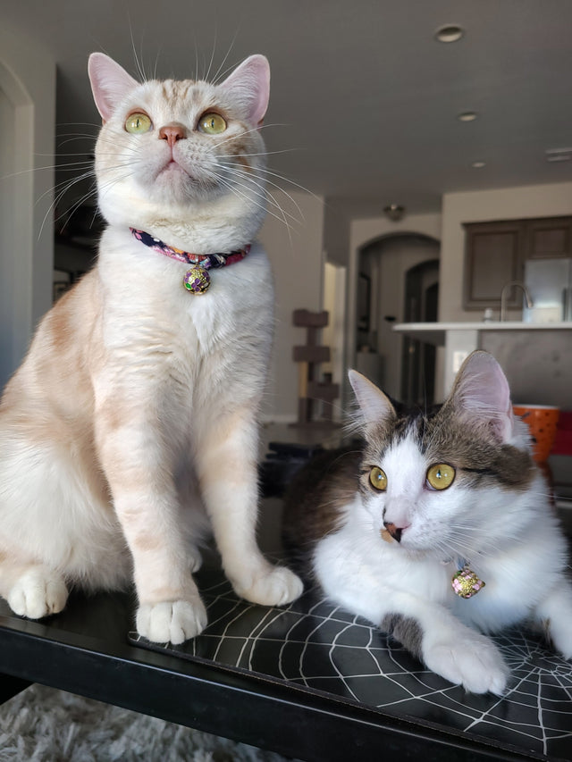 Necoichi Chirimen Sakura Cat Collar Blue