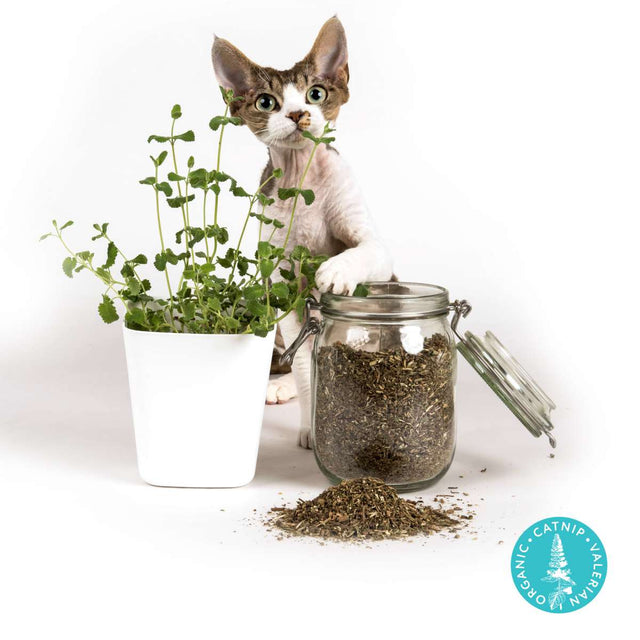 Profeline - Cat Toy FurBunny