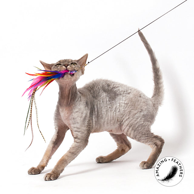 Profeline - Cat Toy Brazil Refill