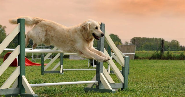 Why are dogs so agile?