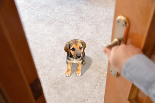 Do dogs get sad when you ignore them?