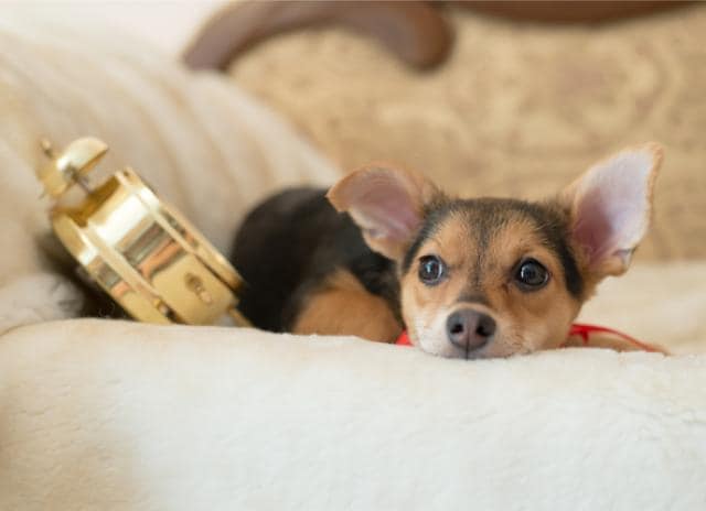 Why are dogs so good at telling time?