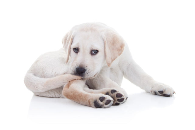 Do dogs feel pain in their tails?