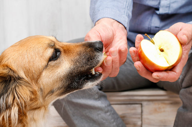 Is Apple good for dogs?