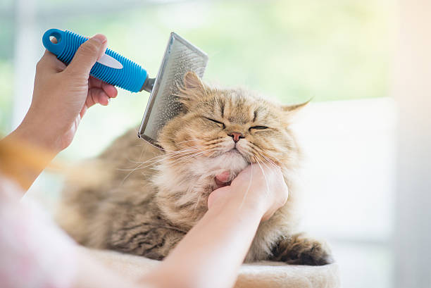 What can I use to groom my cat?