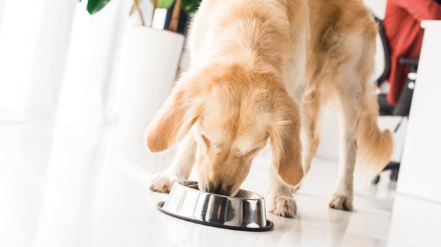 How many times a day should I feed my dog?