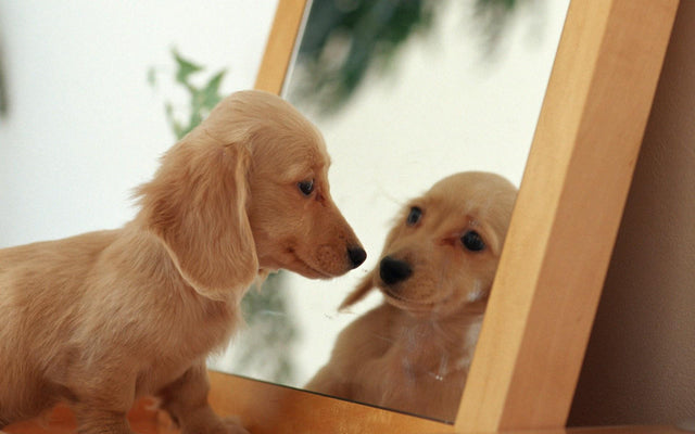 Do dogs recognize themselves in the mirror?