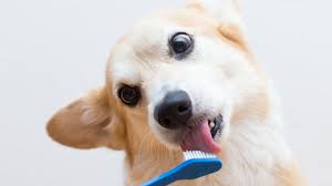 Are you supposed to brush dog's teeth?