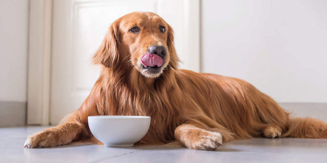 Is rice good for dogs?