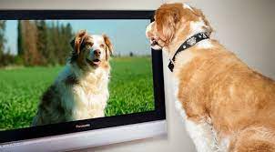 Do dogs watch TV?