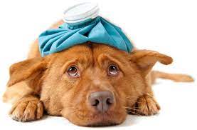 Do dogs want to be alone when they are sick?