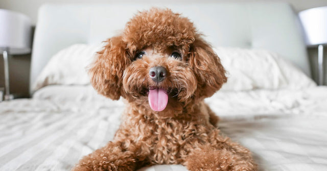 What does it mean if a dog is hypoallergenic?