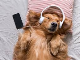 What are dogs favorite music?