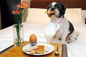 What can dogs eat for breakfast?